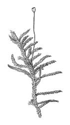 Rhacocarpus purpurascens, habit with capsule. Drawn from B.H. Macmillan 94/65, CHR 506931, and A.J. Fife 11135, CHR 515097.
 Image: R.C. Wagstaff © Landcare Research 2018 